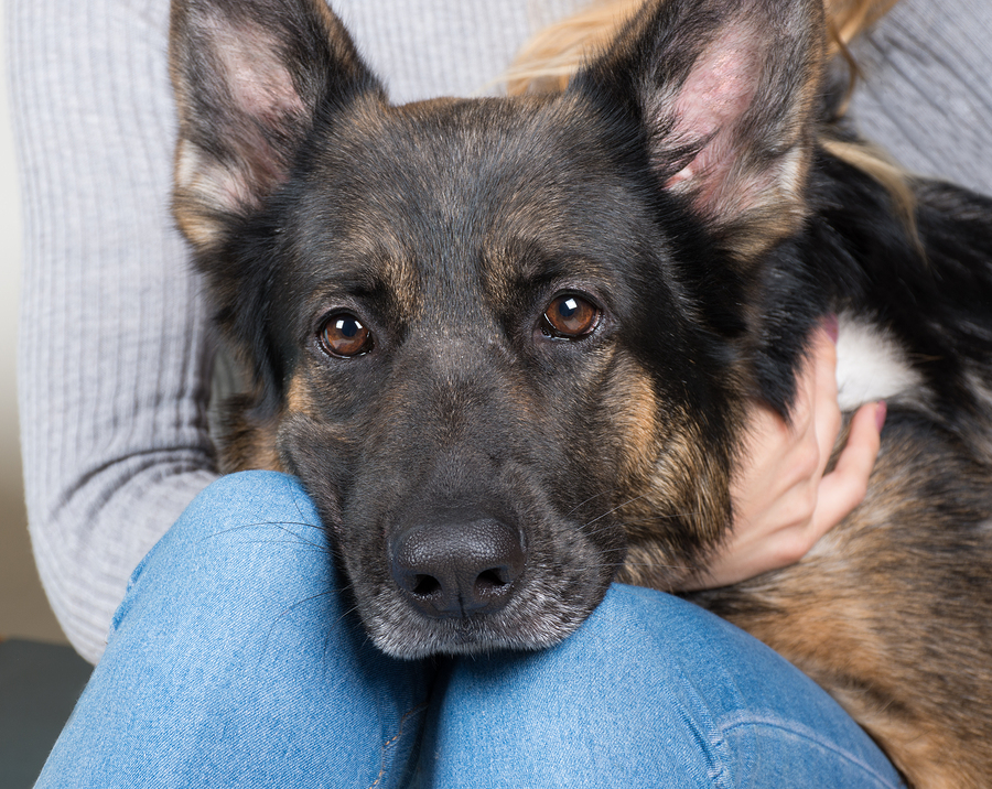 Cute Thoughtful German Shepherd With Its Head On The Lap Of Its Dog with Head in Lap